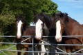 Dyfed Shire Horse Farm