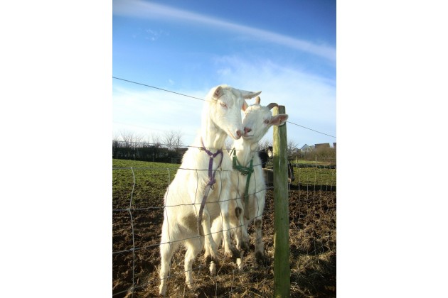 Cerenety Goats
