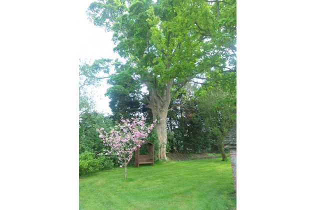 Our 150+ year old sycamore tree