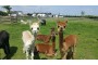 Photo of Marshland Alpacas Certificated Site